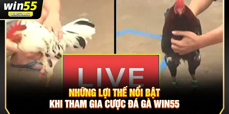 Những lợi thế nổi bật khi tham gia cược đá gà Win55